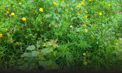 Mare-Longue : 835 plants de cannabis déracinés