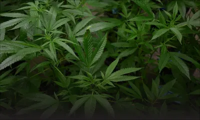 À Saint-Félix : plus de 120 plants de cannabis déracinés sur un terrain abandonné