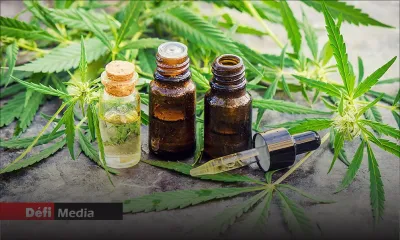 Cannabis médical : un cours en ligne pour les spécialistes et pharmaciens 