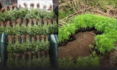 Mount : 3 700 plants de cannabis déracinés