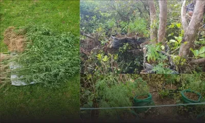 Forest-Side : Rs 1,8 million de plants de cannabis déracinés  