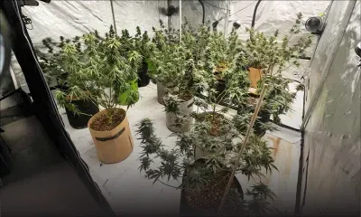 À Pailles : un mini-laboratoire de cannabis découvert dans une maison