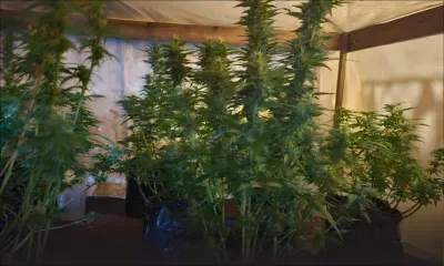 Albion : 31 plants de cannabis saisis