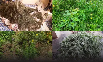 Saisie de 3 500 plants de cannabis : deux suspects interrogés