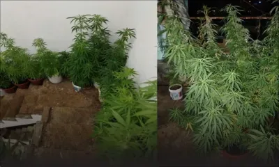 Saisie de près d'un demi-million de roupies de cannabis au domicile d'un habitant de Plaine-Verte