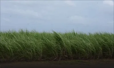 Après le passage de Freddy : retour à la case départ pour les planteurs 