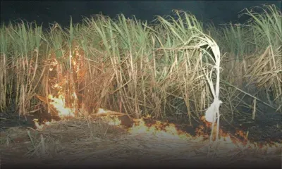 Cour intermédiaire : un ex-étudiant trouvé coupable d’avoir mis le feu à un champ de canne