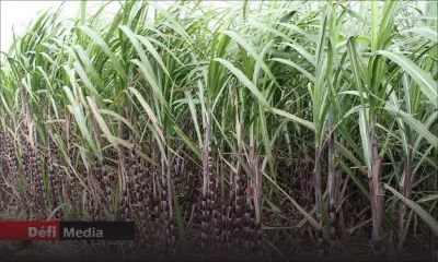 Secteur sucrier : Le Mouvement des Petits Planteurs « déçu » des mesures budgétaires
