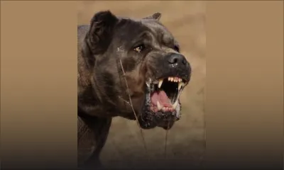 Sur la plage de Pointe-aux-Piments : une fillette de 4 ans attaquée par un Cane Corso