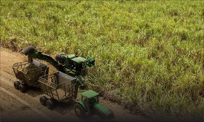 Campagne 2021:  la récolte sucrière risque d’être « moindre »