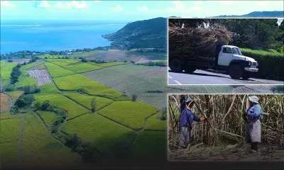 Sucre : une saison de coupe au goût amer 