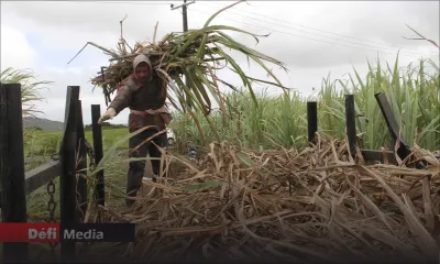 Campagne 2021 :la récolte sucrière estimée à 270,000 tonnes