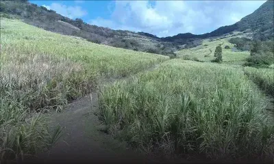 Licenciements à Bel Air Agricultural Ltd : le syndicat exige que la Sugar Industry Efficiency Act soit respectée