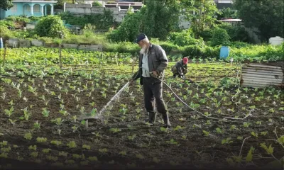 [En images] Les planteurs ont du pain sur la planche