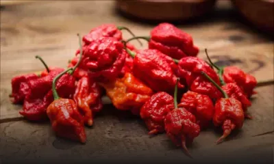 Le piment le plus puissant au monde rétrécit les vaisseaux du cerveau 