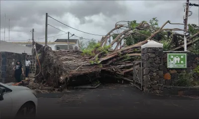 Chute d'arbre à l'hôtel Villas Caroline