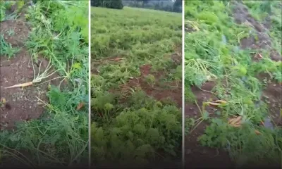 150 kg de carottes volés à Plaine-Sophie 