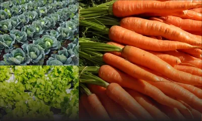 Dans l’Est du pays : choux, laitues ainsi que des carottes emportés des plantations 