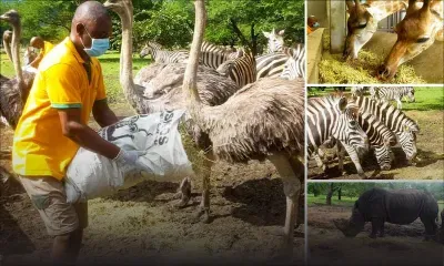 Casela Nature Parks : les soigneurs aux petits soins des animaux malgré le confinement