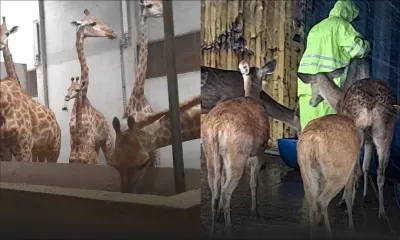 Les animaux du Casela Nature Parks pas oubliés malgré le cyclone
