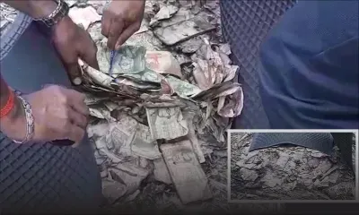 Daruty : environ Rs 500,000 retrouvées dans un champ de canne