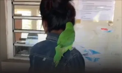 Insolite : une jeune électrice va voter au no 5 avec son cateau vert sur l’épaule