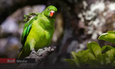 Projet de conservation : dix cateaux vertes remises en liberté 