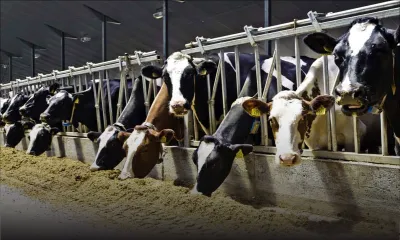 Cattle breeding: Foot and mouth disease disrupts sector take-off