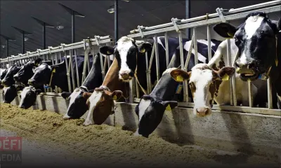 Covid-19 : Des soins pour le bétail en cas d’urgence