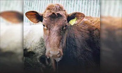 Foot and Mouth disease