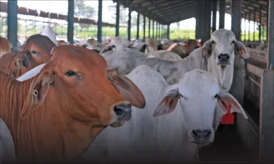 No more cattle imports from South Africa