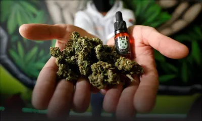 Légalisation et dépénalisation du cannabis : en attendant des lois sur la question, les boutiques CBD, nouvelles tendances en France 