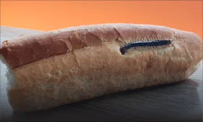 Il découvre un cent-pieds cuit sur une baguette  