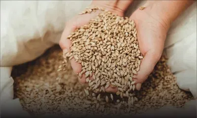 Céréales : vers une hausse des prix mondiaux 