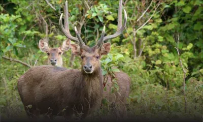 Saison de chasse : entre 500 et 550 tonnes de viande de cerf attendue