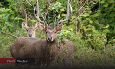 Chasse aux cerfs : la saison débute le 1ᵉʳ juin  