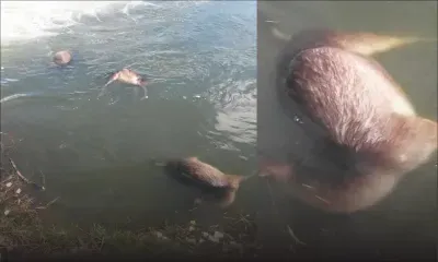  Au réservoir de La Nicolière : les cadavres de quatre cerfs découverts