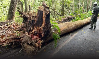 Fortes pluies : la route Choisy à Chamarel déblayée