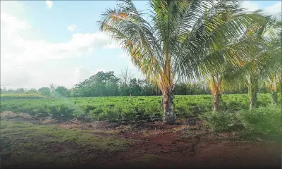 Au Nord, un champ de soif