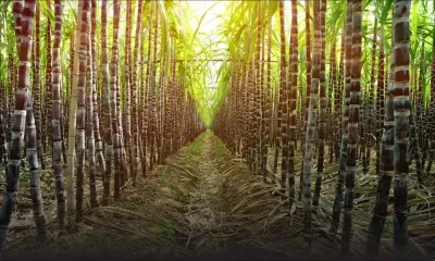 Viol d’une ado à St-Pierre : un homme de 71 ans condamné à 15 ans de prison