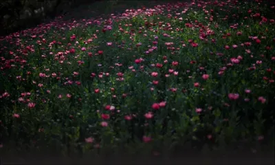 Au Mexique, la drogue synthétique menace les producteurs de pavot à opium