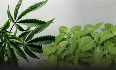 Claim souhaite une révolution industrielle du chanvre à Maurice