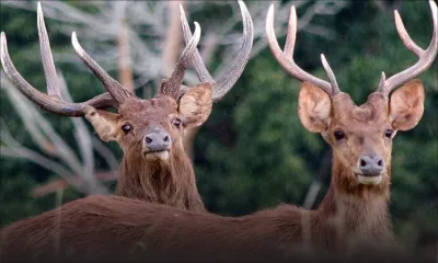 Coup d’envoi de la saison de la chasse aux cerfs