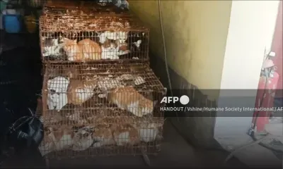Chine : 150 chats sauvés de la marmite par la police