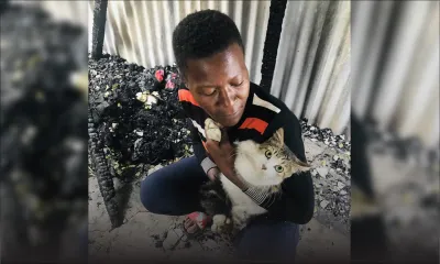 Incendie à Bambous : un chat sauve plusieurs vies