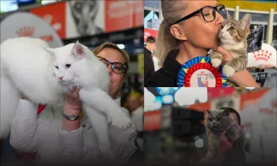  Trois chats de Roumanie sacrés les plus beaux du monde