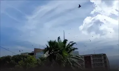 Des chauves-souris envahissent le Jardin de la Compagnie