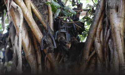 Inde : cinq morts à cause d’un virus transporté par des chauves-souris