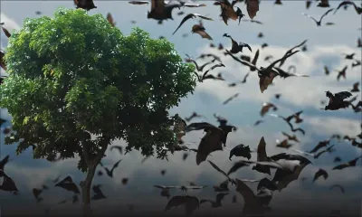 Les chauves-souris de Maurice ne sont pas des vecteurs de maladies