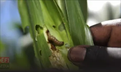 Chenilles légionnaires : Johnson Roussety réclame que les vols de nuit vers Rodrigues soient rétablis